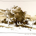 MORE TREES