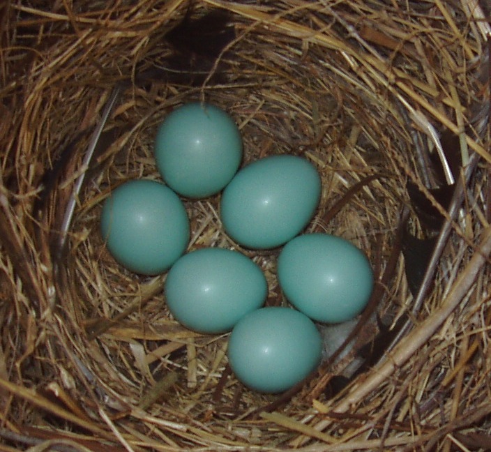 blue bird eggs blue bird eggs