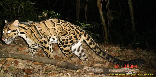 highest-big-cat-diversity-clouded-leopard_16727_600x450.jpg