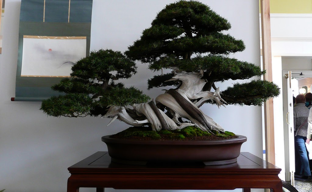 Bonsai Tree: 16+ Awesome Bonsai Portland Oregon Images