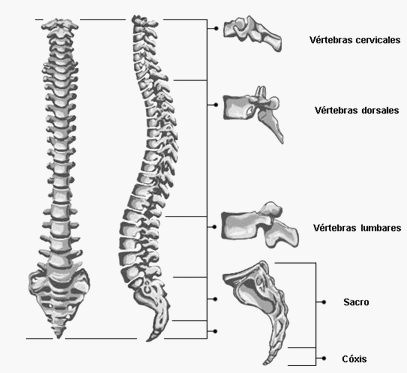columna y vertebras