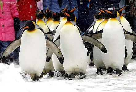 [pinguins.JPG]