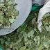 Estudio concluye que hay una sola especie de coca en La Paz y Cochabamba