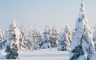 Snowy Christmas Trees