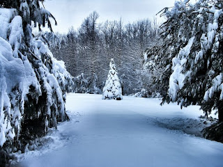 Snow Christmas Tree Download