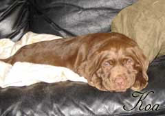 Chocolate Lab Puppy: Koa