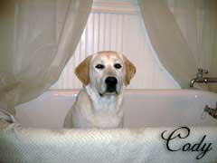Yellow Lab Cody taking a bath