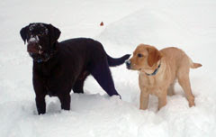 Labrador Buddies