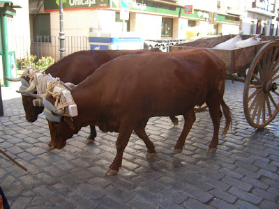 SANY0299.JPG