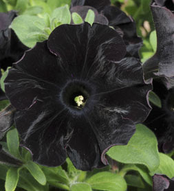 summer flower black flowers summer flower black flowers