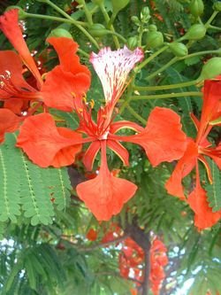 [Poinciana1.bmp]
