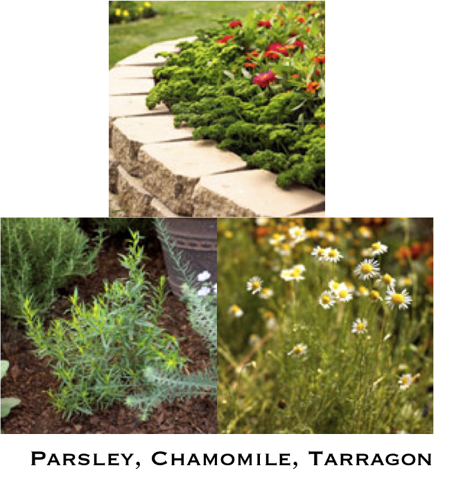 [ParsleyChamomileTarragon.png]