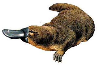 Ornitorrinco.jpg