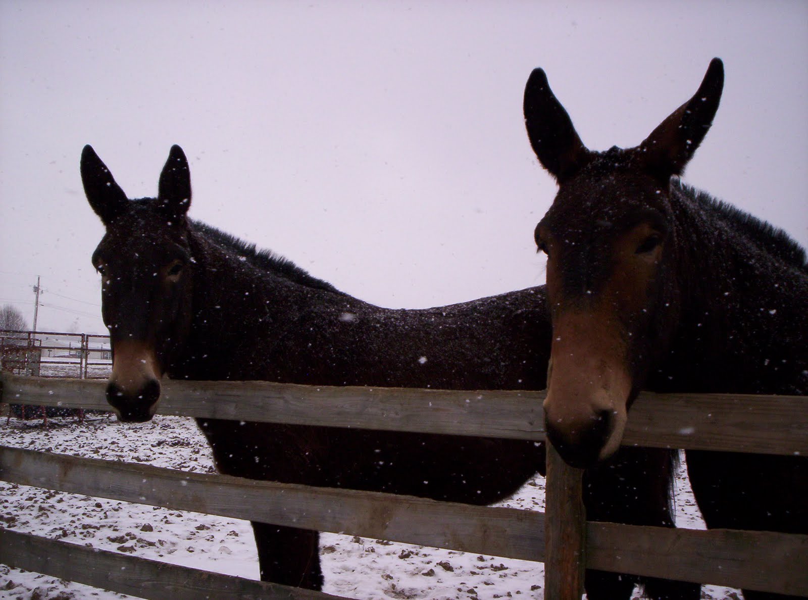 Horse Filled Days National Mule Day....