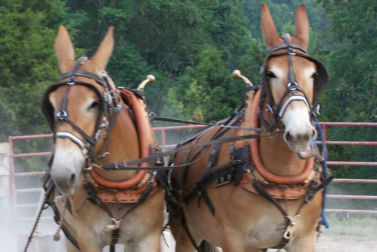 Horse Filled Days National Mule Day....