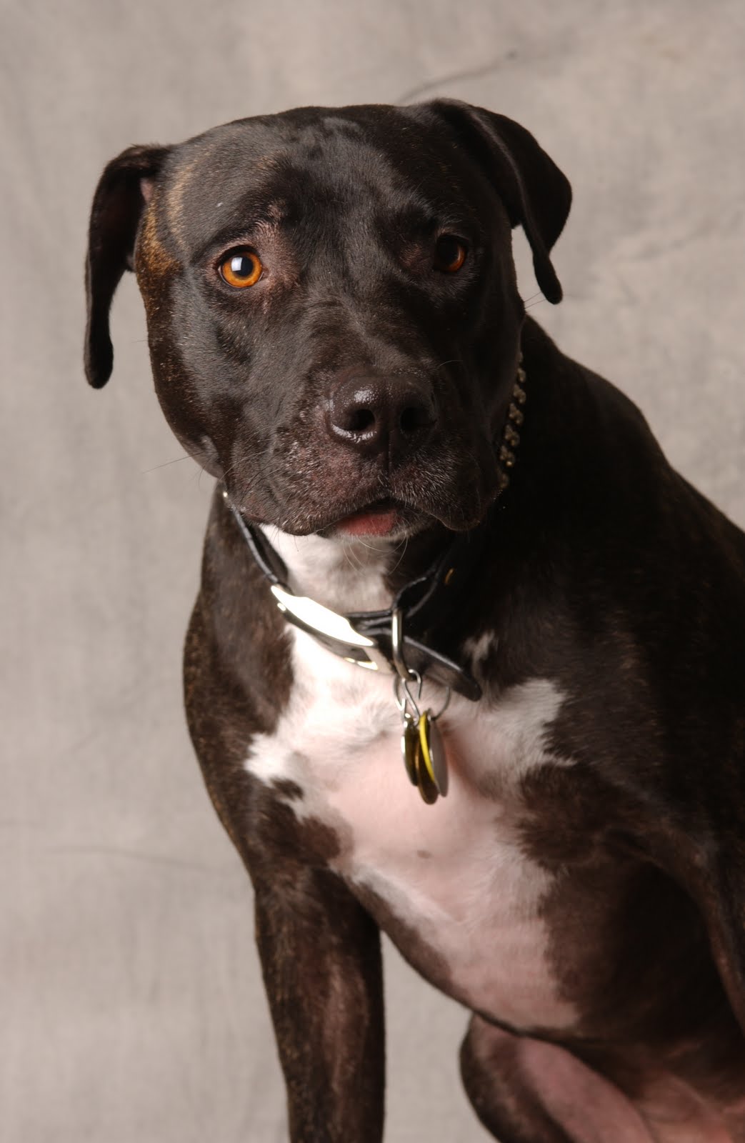 HOLLYWOOD PAWS 5 Hollywood Paws dogs audition for the lead in an film!