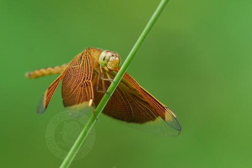 nandong (Dragonfly)