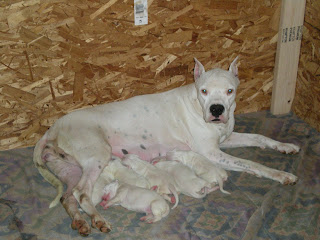 Dogo+argentino+breeders+arizona