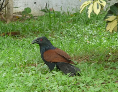 ati kukula