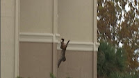 monkey escapes capture