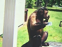 monkey attack