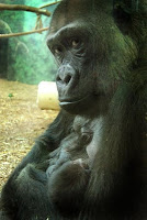 gorilla injured