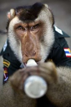monkey police