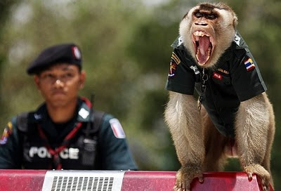 monkey police