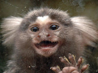 pet monkey