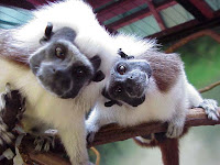 cotton top tamarin