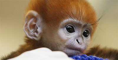 baby monkey