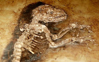 fossil