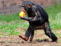 chimp escape