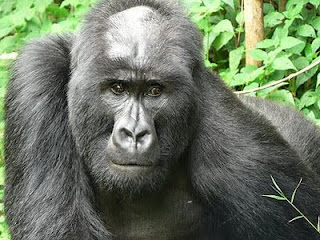 bald gorilla