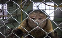 loose monkey