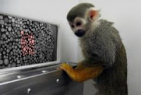 color monkeys