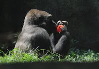 donna gorilla