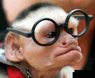 monkey_glasses.jpg