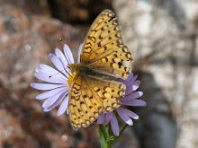 Butterfly on the hike