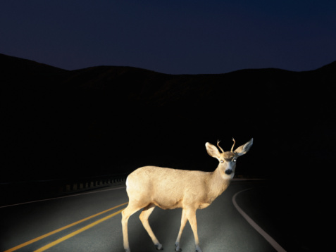 deer+in+headlights.jpg