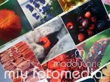 Photostock ~ by Maddylane Photography