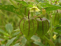 Buah Khas Indonesia