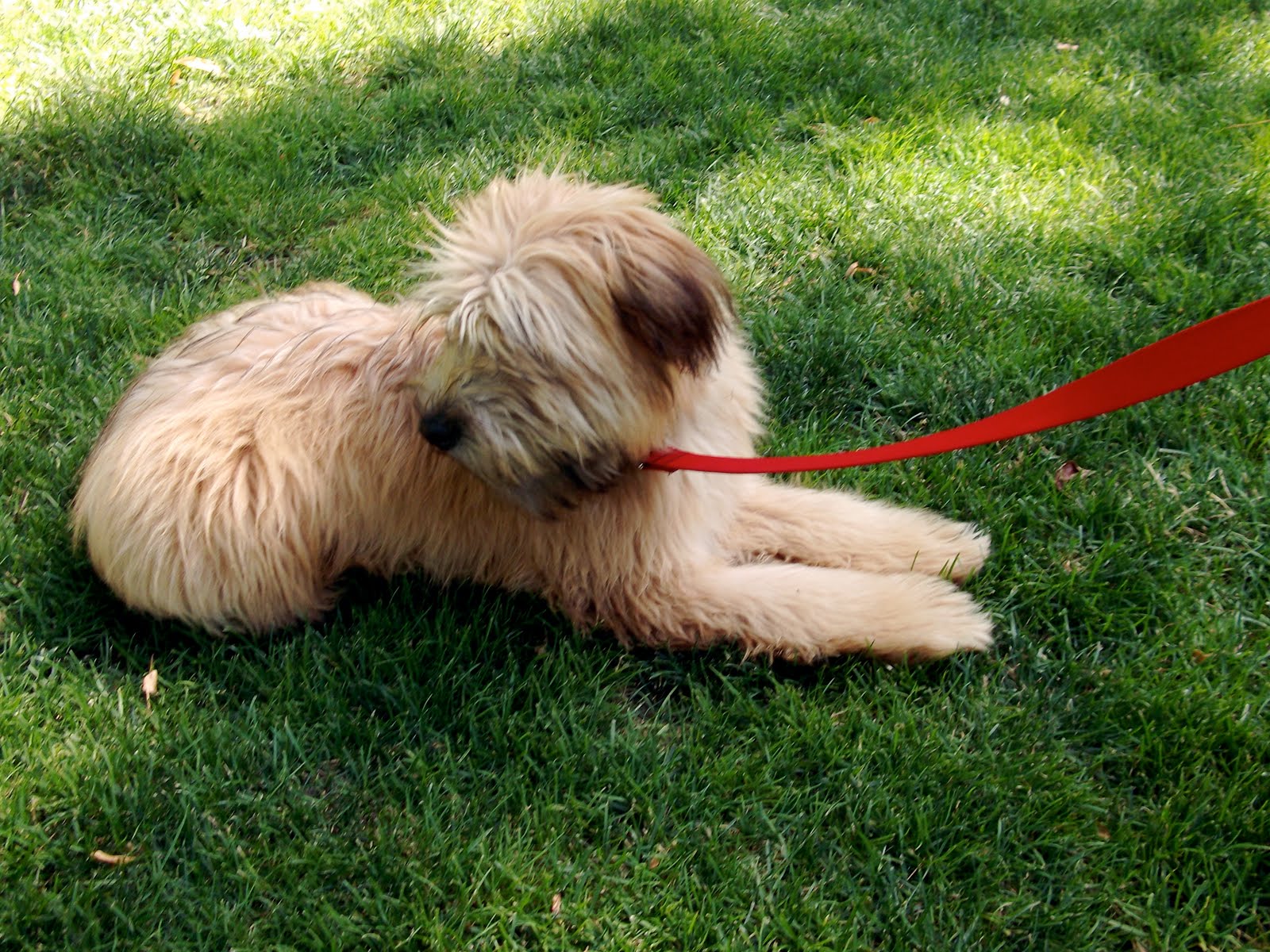 The Boston Dog Blog Puppy Paparazzi Bonsai the Wheaton Terrier