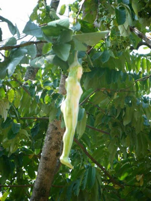 Nareepol Tree - The Amazing Woman Tree in Thailand