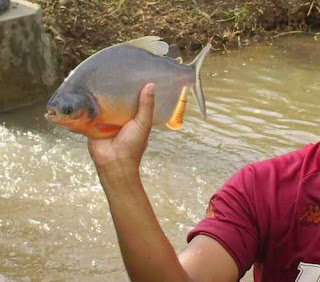 Budidaya Ikan Bawal Budidaya Ikan Bawal air tawar