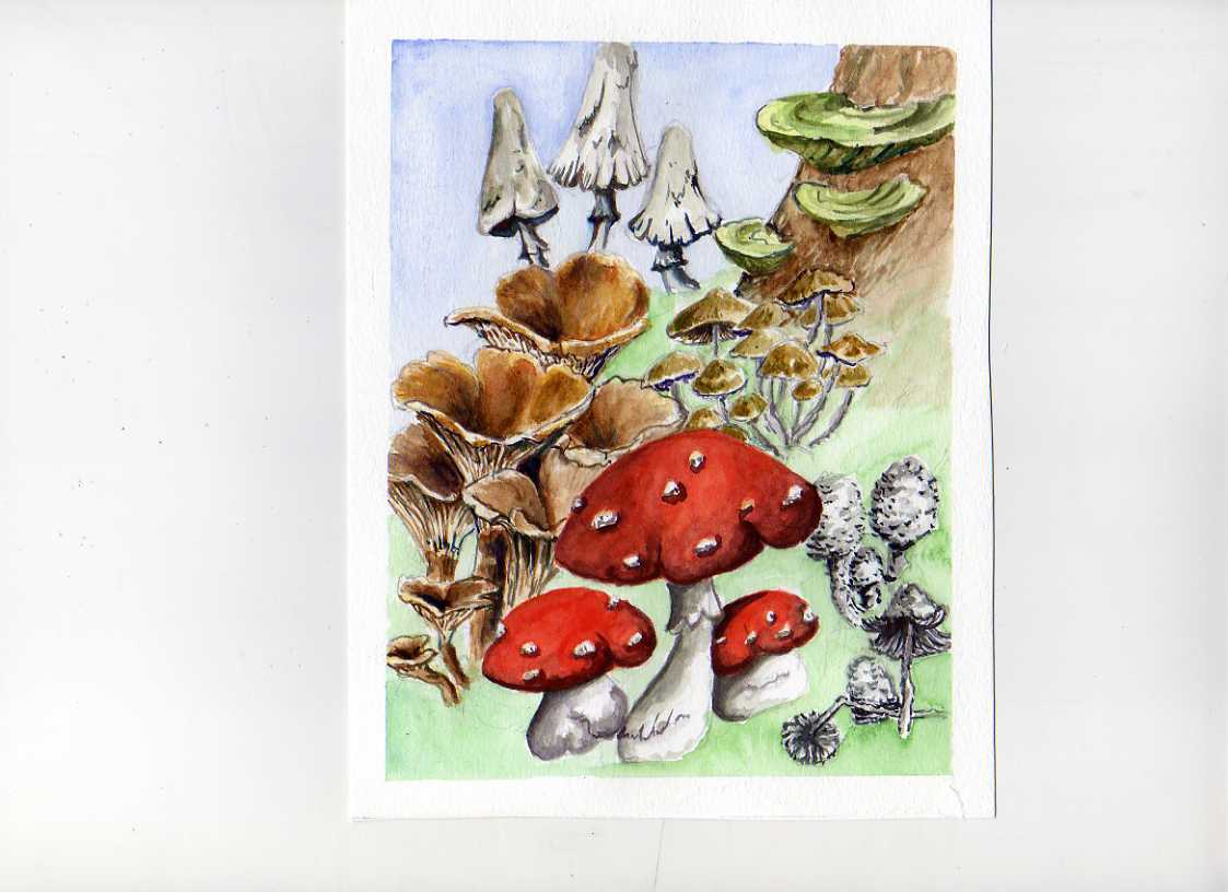 [mushroom+exercise001.jpg]