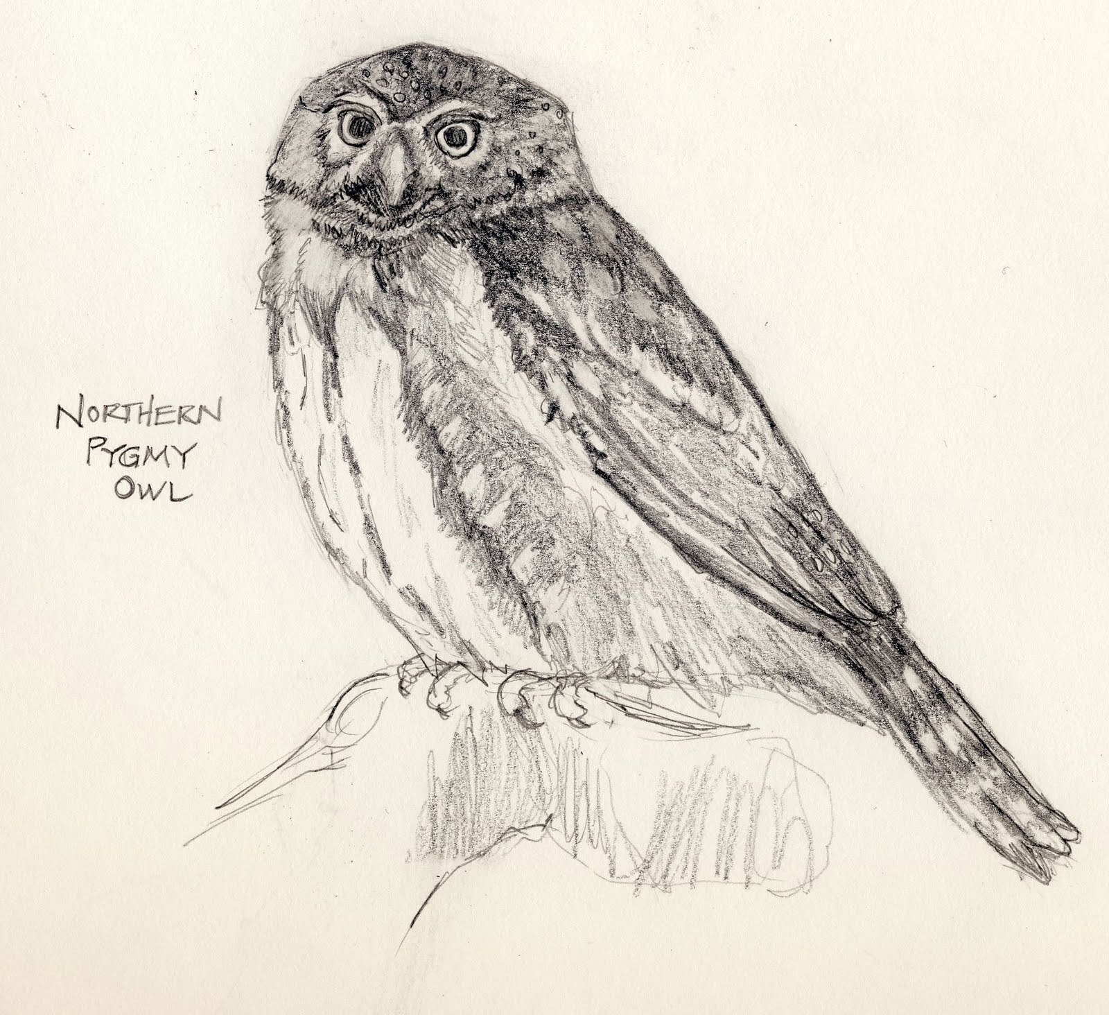 Birdly Drawn Glaucidium gnoma Northern Pygmy Owl