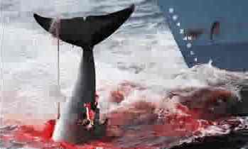 whale massacre