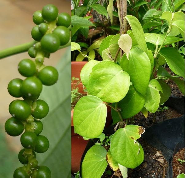 Herbal Plants For Sale PIPER NIGRUM/LADA HITAMHERBAL PLANTS FOR SALE