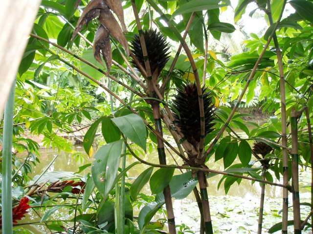 Landscape Plants For Sale TAPEINOCHILOS DAHLII / BLACK COSTUS